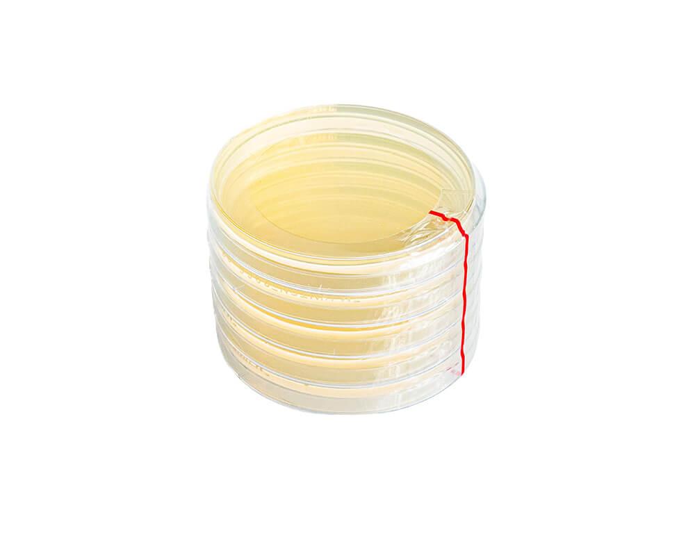 Müller-Hinton Agar, SSI