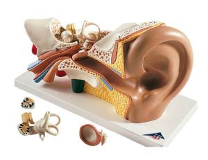 Øre, 4 dele, 3 x normal størrelse