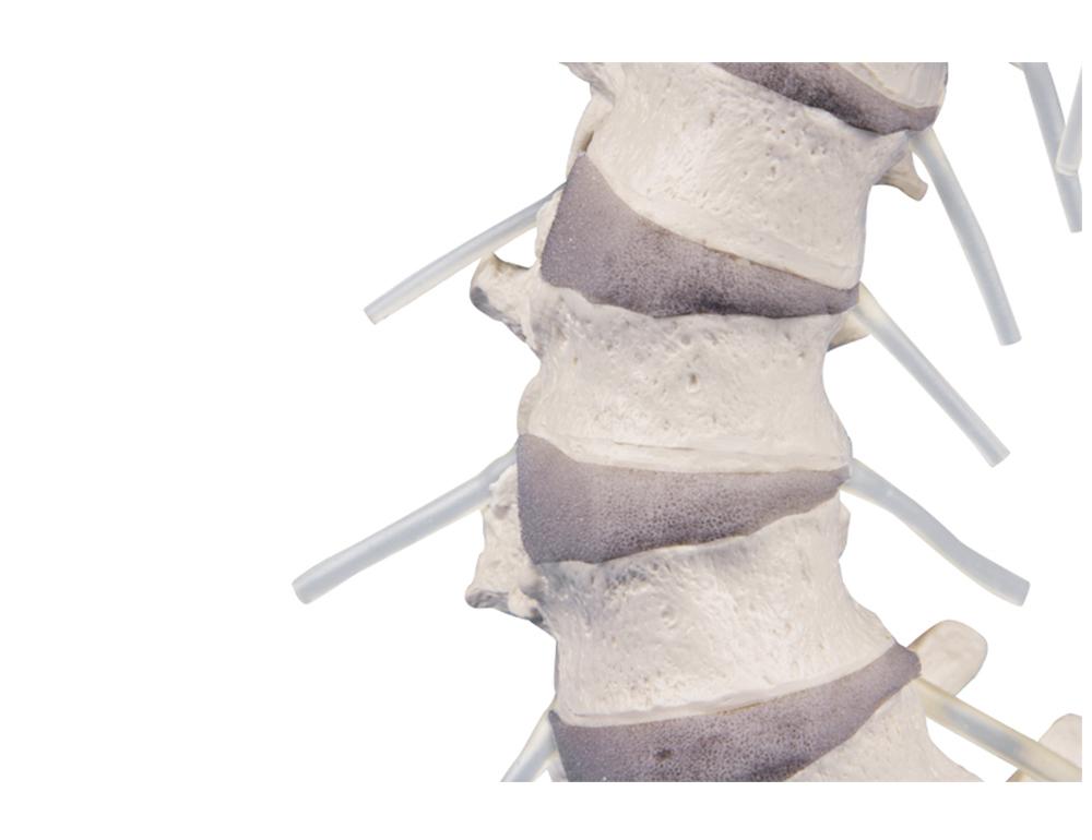 Rygsøjle på stander, slagfast plast