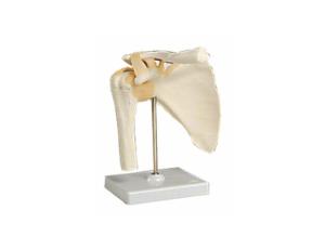 Skulderled af slagfast plast